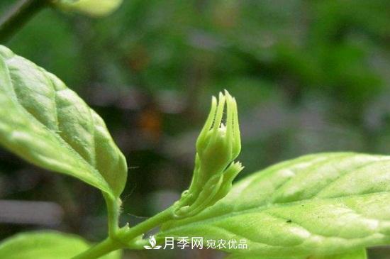 月季葉子卷曲沒有蟲，是什么原因(圖1)