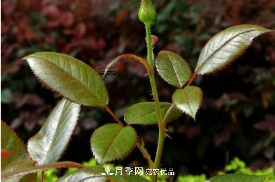 月季葉子卷曲沒有蟲，是什么原因(圖3)