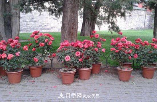 新買的月季花怎么盆栽，4個步驟養(yǎng)出嬌嫩美艷的月季花(圖2)