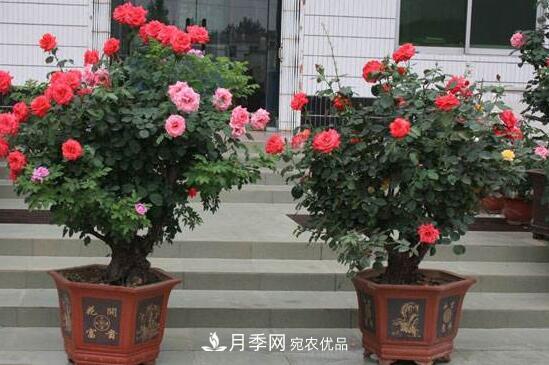新買的月季花怎么盆栽，4個步驟養(yǎng)出嬌嫩美艷的月季花(圖1)