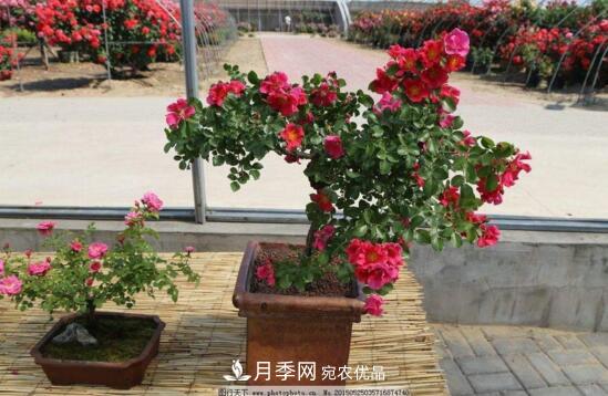 新買的月季花怎么盆栽，4個步驟養(yǎng)出嬌嫩美艷的月季花(圖3)