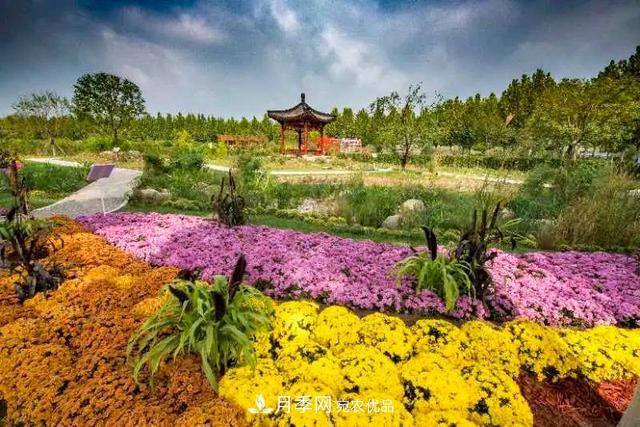 北京大興魏善莊月季小鎮(zhèn)千余種月季進(jìn)入盛花期，這個(gè)十一等您來(lái)(圖4)