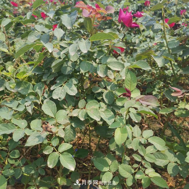 月季苗，月季花，品種齊全暢銷全國(guó)市花城市(圖1)