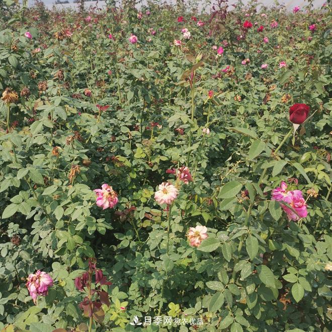 月季苗，月季花，品種齊全暢銷全國(guó)市花城市(圖3)