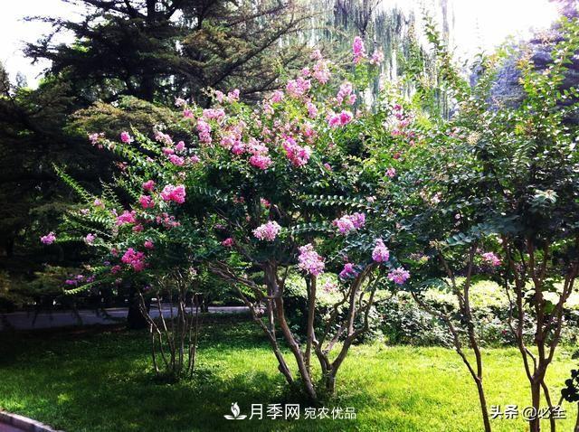 苗木市場已經(jīng)變了，法桐、國槐、欒樹、樸樹行情還行不行？(圖2)
