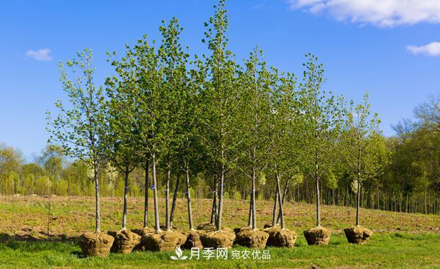 經(jīng)濟(jì)價值較高，適合在農(nóng)田種植的苗木有哪些？(圖1)