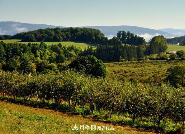 經(jīng)濟(jì)價值較高，適合在農(nóng)田種植的苗木有哪些？(圖2)
