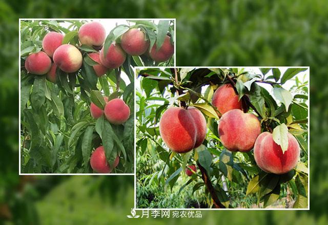 南陽陸營桃樹苗基地栽植易成活，好管理，季節(jié)選擇***重要！(圖1)
