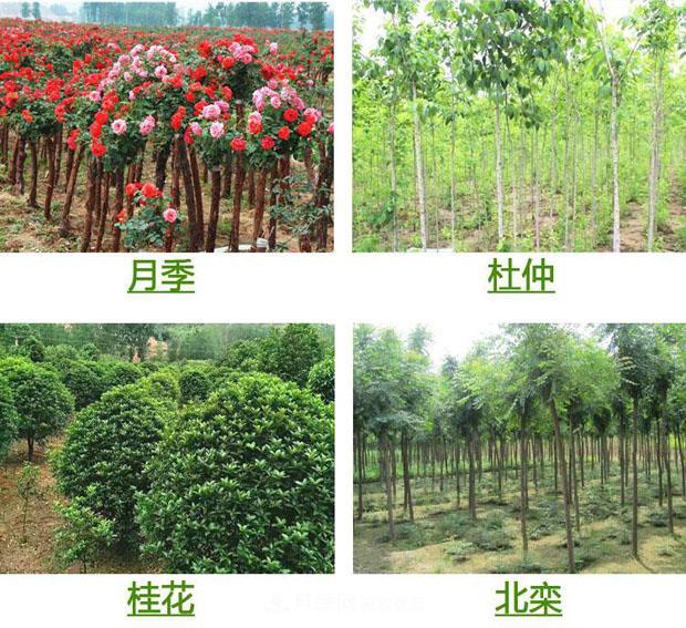 栽種小苗木，掌握4個(gè)技術(shù)要領(lǐng)，來年小樹定會(huì)順利開花結(jié)果(圖1)