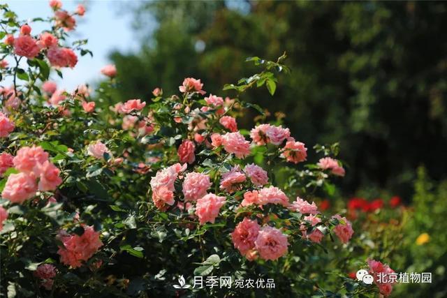 北京植物園月季花海進(jìn)入盛花期，國(guó)慶觀賞正當(dāng)時(shí)(圖3)