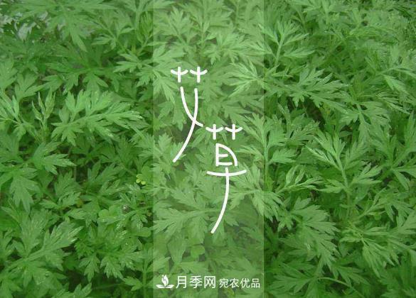南陽(yáng)仲景艾草產(chǎn)業(yè)占全國(guó)70%份額，年產(chǎn)值10億元，叫響世界？(圖2)