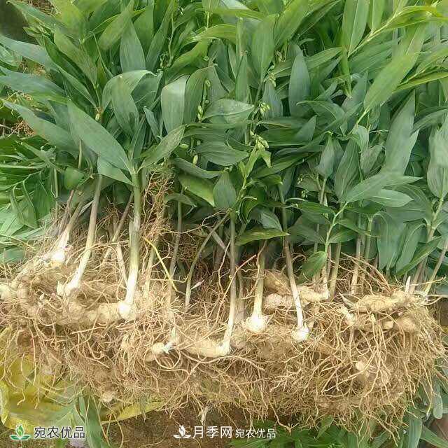 南陽(yáng)中藥材基地分享黃精種苗繁衍方法，繁育需要如何進(jìn)行(圖1)