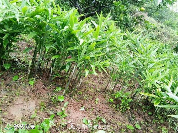 南陽(yáng)中藥材基地分享黃精種苗繁衍方法，繁育需要如何進(jìn)行(圖2)
