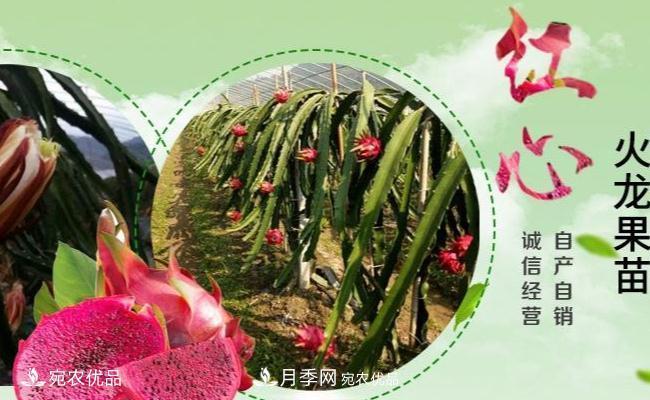 南陽(yáng)火龍果科學(xué)管理四要素(圖1)