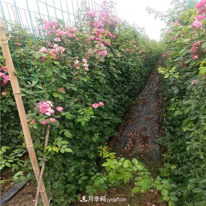 月季網(wǎng)片，藤本造型，月季花墻批發(fā)價(jià)格(圖3)