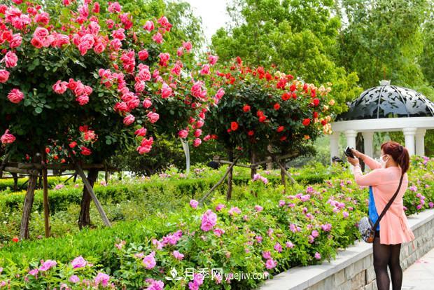 可以在家種植的“樹”！月季樹的花色更多還好看，可以放棄綠蘿了(圖1)