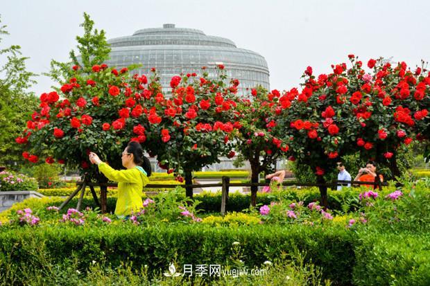 可以在家種植的“樹”！月季樹的花色更多還好看，可以放棄綠蘿了(圖2)