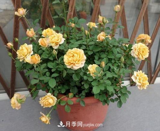 月季澆水越多死得越快？4個方法月季越澆越旺(圖1)