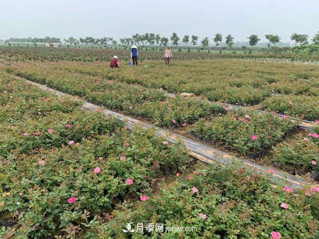 萬景月季，提高月季裸根苗成活率的六大絕招(圖1)