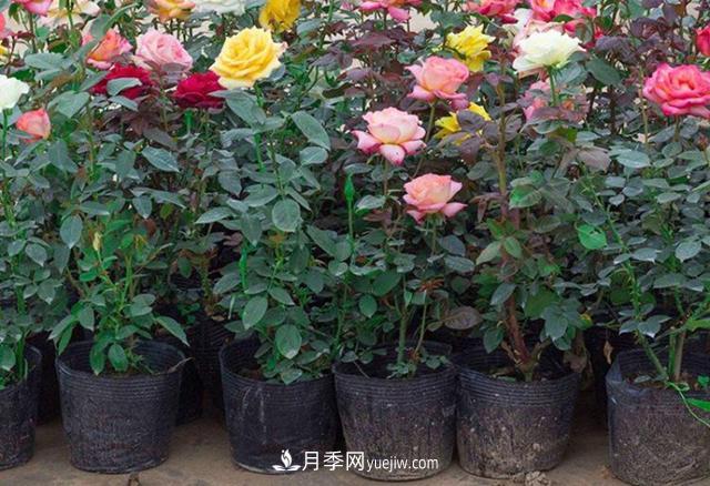 月季花的灑水的注意事項(xiàng)有哪些？(圖1)