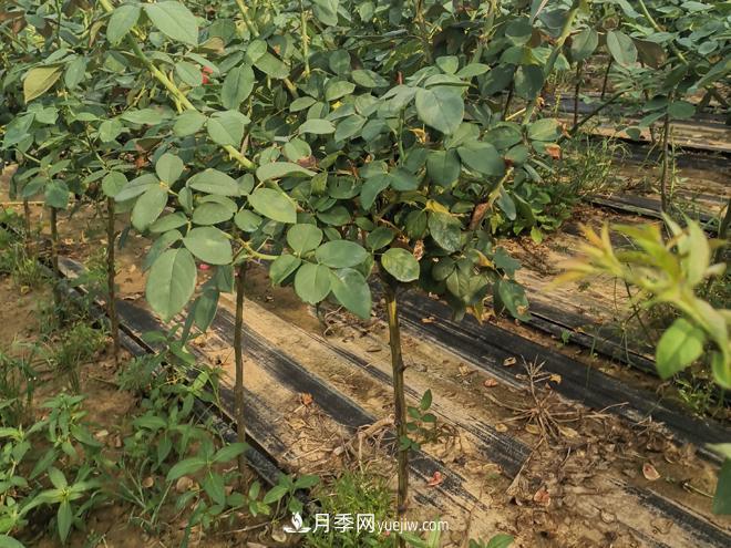 河北樹(shù)狀月季批發(fā)基地，品種月季產(chǎn)地直供價(jià)格表(圖3)