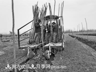 種苗木真牛！河南老鄉(xiāng)研制種樹機(jī)一天種下6000株(圖1)
