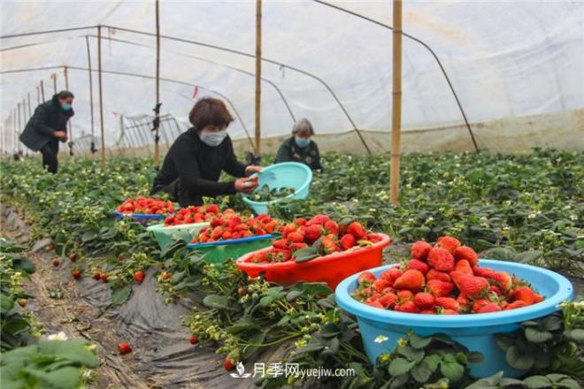 南陽今年農(nóng)業(yè)農(nóng)村重點工作和目標(biāo)敲定！(圖3)