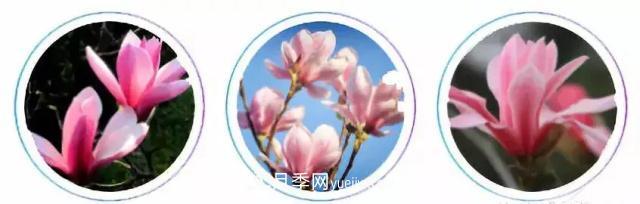 玉蘭飄香溢山鄉(xiāng)——南陽(yáng)南召玉蘭產(chǎn)業(yè)紀(jì)實(shí)(圖2)
