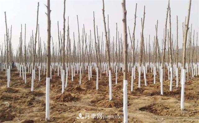 綠化苗木什么時(shí)間涂白效果***好，有哪些基本要求(圖1)