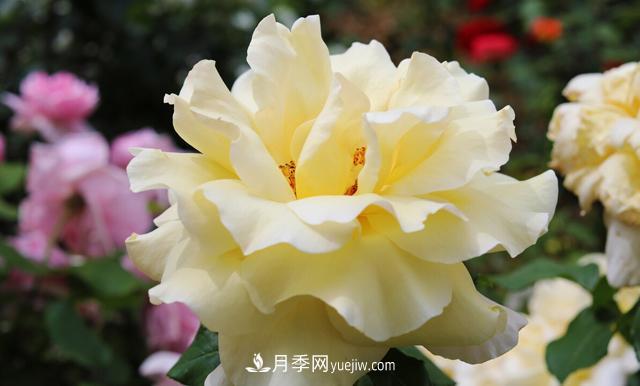 集齊這10種顏色的月季花品種，你就是花界大神，打開(kāi)眼界(圖2)