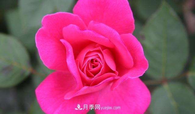 集齊這10種顏色的月季花品種，你就是花界大神，打開(kāi)眼界(圖5)