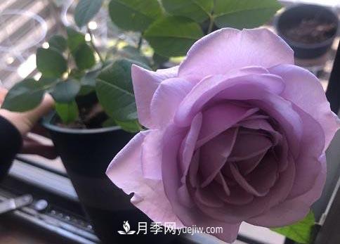 集齊這10種顏色的月季花品種，你就是花界大神，打開(kāi)眼界(圖6)