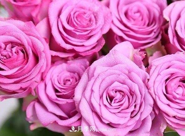 集齊這10種顏色的月季花品種，你就是花界大神，打開(kāi)眼界(圖7)