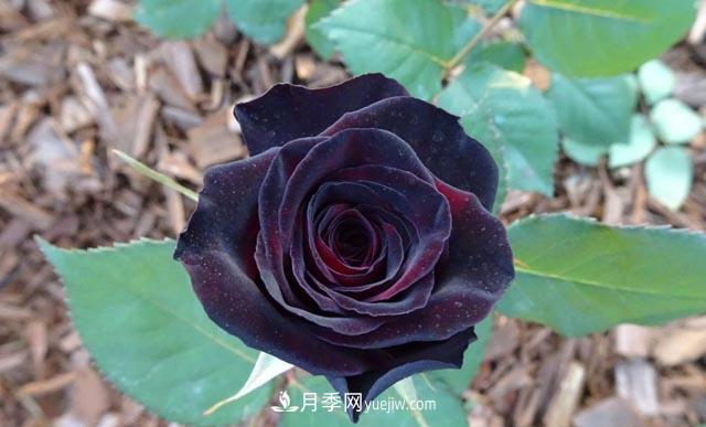集齊這10種顏色的月季花品種，你就是花界大神，打開(kāi)眼界(圖8)