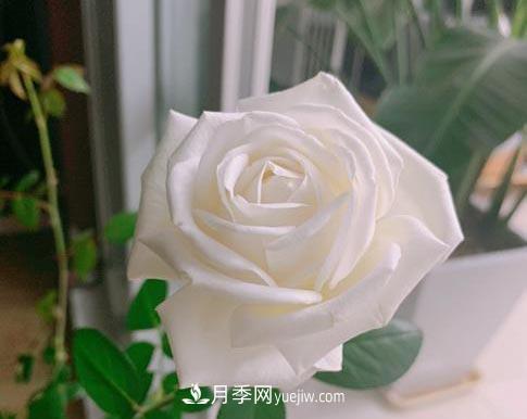 集齊這10種顏色的月季花品種，你就是花界大神，打開(kāi)眼界(圖9)