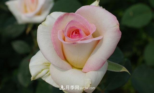 集齊這10種顏色的月季花品種，你就是花界大神，打開(kāi)眼界(圖10)