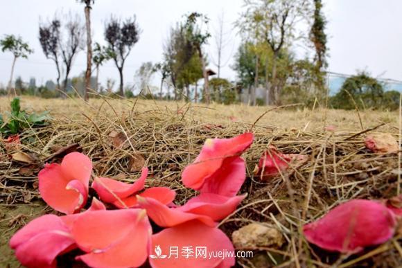美若仙境！山東滕州市北辛街道這片醉人的月季花海等你來看(圖6)