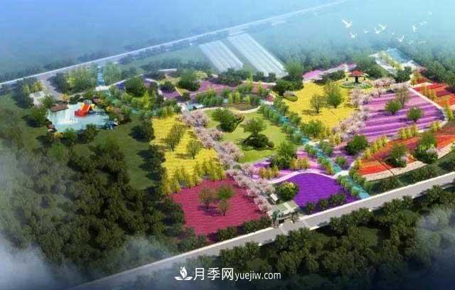 山東滕州北辛街道建成一座月季花海，總占地100畝真漂亮！(圖1)