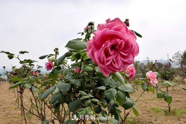 山東滕州北辛街道建成一座月季花海，總占地100畝真漂亮！(圖5)
