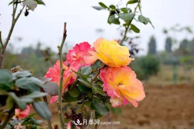 山東滕州北辛街道建成一座月季花海，總占地100畝真漂亮！(圖4)
