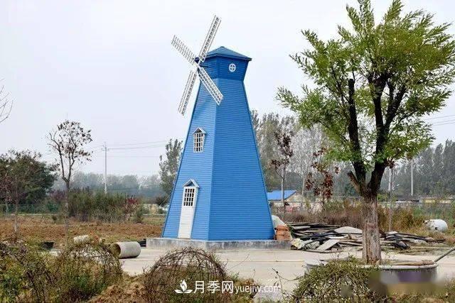 山東滕州北辛街道建成一座月季花海，總占地100畝真漂亮！(圖2)