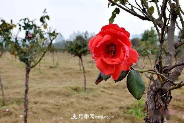 山東滕州北辛街道建成一座月季花海，總占地100畝真漂亮！(圖6)