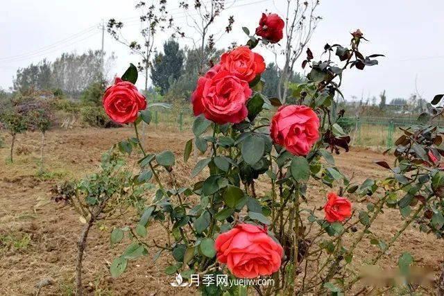 山東滕州北辛街道建成一座月季花海，總占地100畝真漂亮！(圖7)