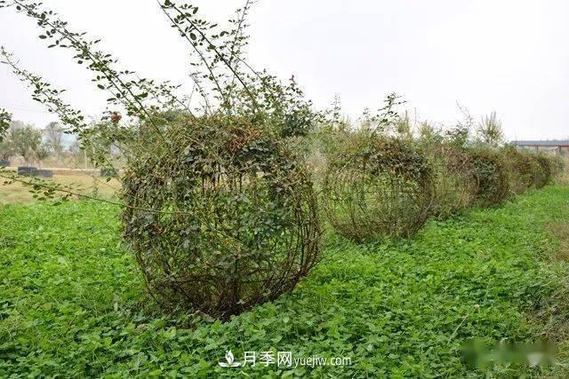 山東滕州北辛街道建成一座月季花海，總占地100畝真漂亮！(圖8)
