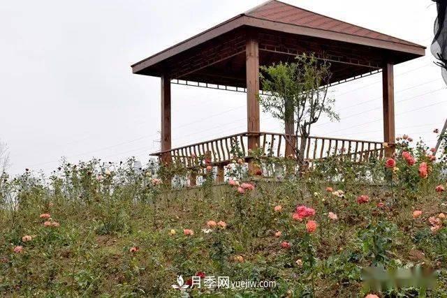 山東滕州北辛街道建成一座月季花海，總占地100畝真漂亮！(圖10)