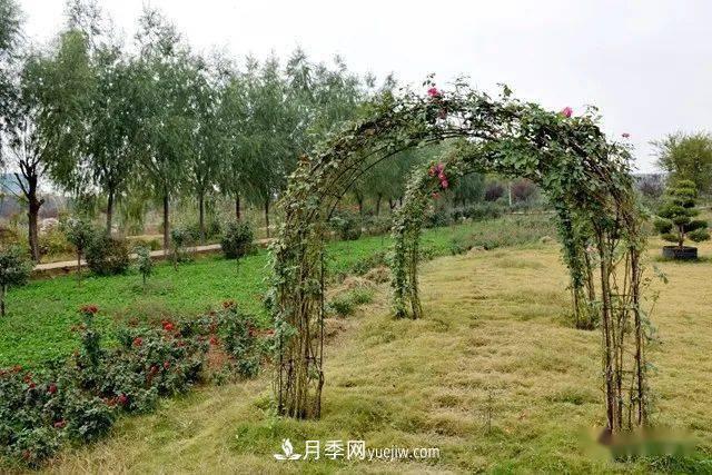山東滕州北辛街道建成一座月季花海，總占地100畝真漂亮！(圖9)