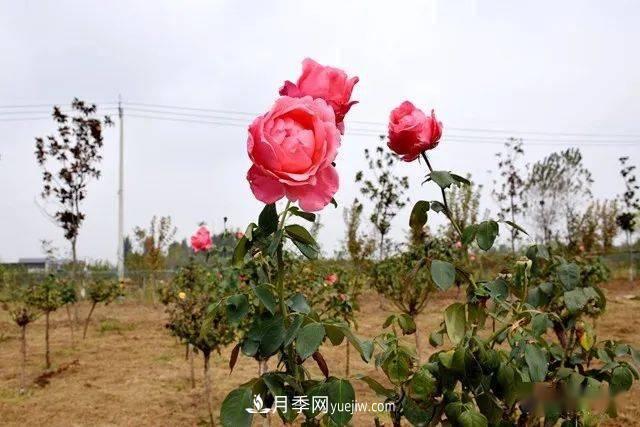 山東滕州北辛街道建成一座月季花海，總占地100畝真漂亮！(圖15)