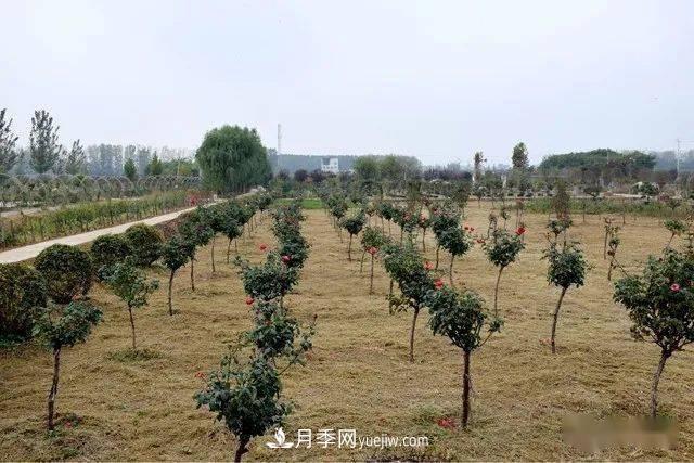 山東滕州北辛街道建成一座月季花海，總占地100畝真漂亮！(圖14)