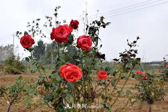 山東滕州北辛街道建成一座月季花海，總占地100畝真漂亮！(圖13)