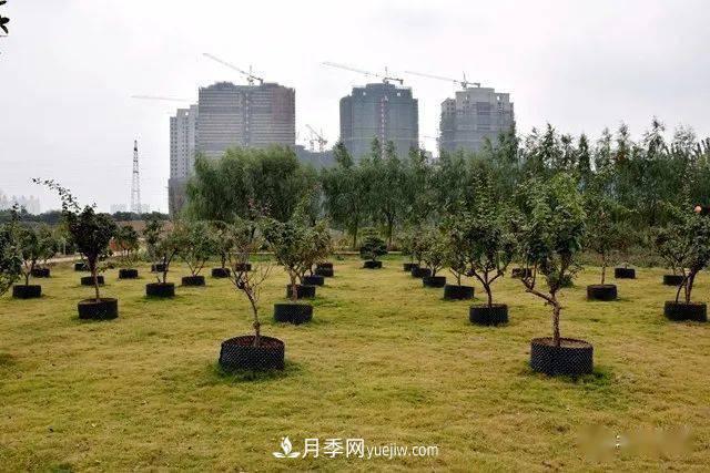 山東滕州北辛街道建成一座月季花海，總占地100畝真漂亮！(圖16)